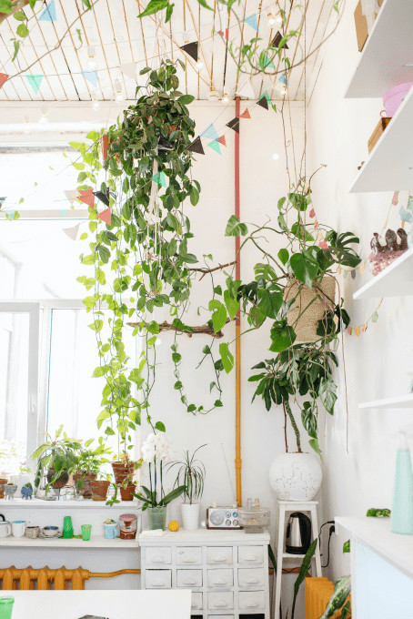 plantas decorativas